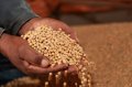 Agropecuária é setor com maior crescimento no PIB: destaque para o cultivo de grãos