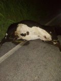 O perigo nas rodovias estaduais é constante, devido ao grande numero de animais nos diversos pontos da Rodovias Tocantinense e Goiana