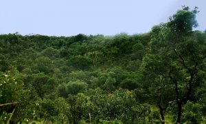 Governo do Tocantins vai investir em tecnologia para auxiliar no combate ao desmatamento
