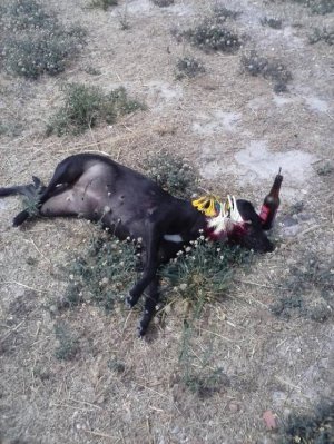 Cão é morto com aparencia de ritual de Magia Negra