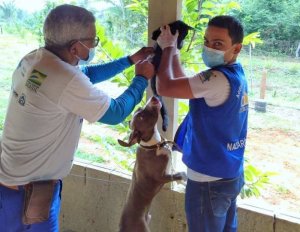 No Tocantins são estimados 344.970 animais a serem vacinados este ano através do trabalho das equipes municipais de saúde.