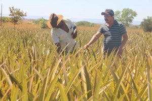 Produtores têm até setembro para renegociar dívidas- Agricultura/Governo do Tocantins