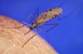 A enfermidade infecciosa aguda é transmitida pela picada da fêmea do mosquito anopheles, infectada pelo microrganismo plasmodium.