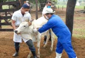 Ao todo, foram vacinadas 503.204 bezerras bovinas e 518 bubalinas, entre três e oito meses de idade. - Governo do Tocantins