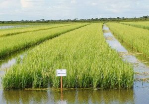 Recentemente, a Sefaz alterou a pauta do arroz e o objetivo é possibilitar, aos produtores tocantinenses, uma maior competitividade no mercado - Foto: Juliano Ribeiro/Governo do Tocantins
