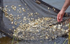 Serão entregues 10 mil alevinos de peixes redondos, da empresa Pirapitinga, beneficiando cem famílias quilombolas da região sudeste