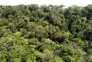 O serviço ecossistêmico de clima, que pode ser assegurado por meio do reflorestamento, é uma das iniciativas mais conhecidas de Pagamentos por Serviços Ambientais, já que entra no mercado de créditos de carbono