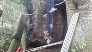 Equipes da Adapec capturam morcegos hematofágos em tronco de árvores