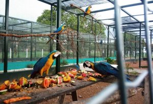 No Centro de Triagem de Animais do Naturatins, aves vítimas de tráfico são recuperadas e devolvidas à natureza